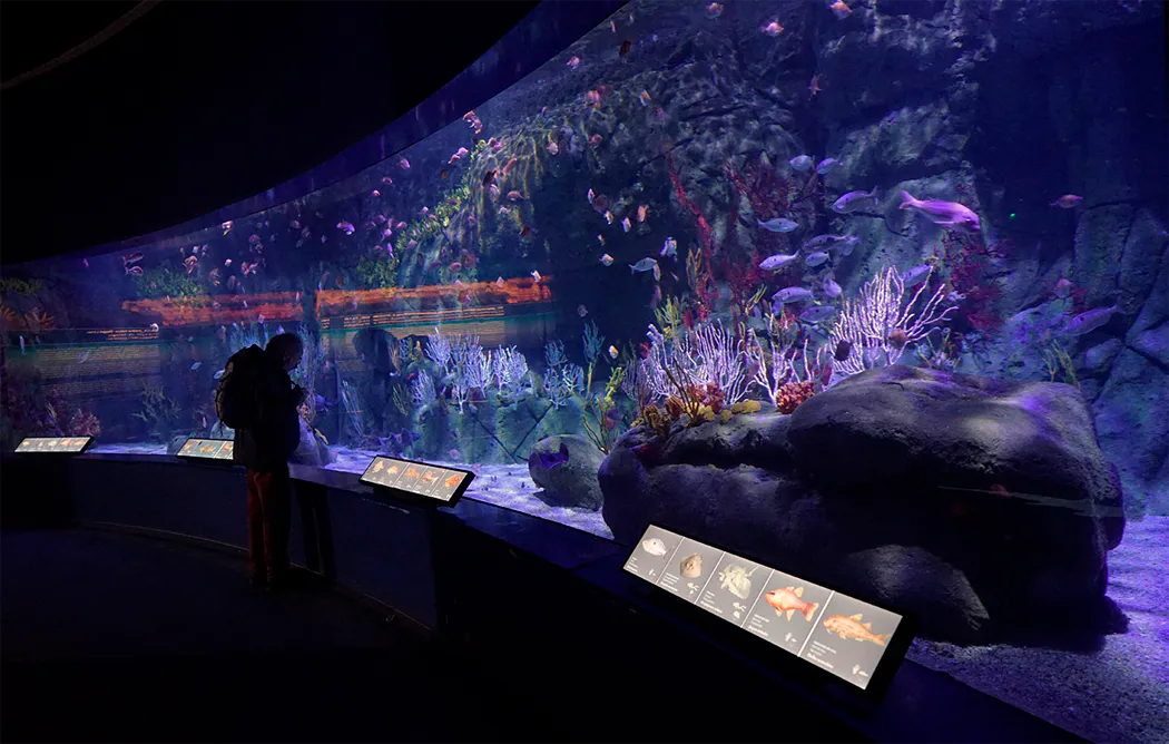 Décoration d'aquarium