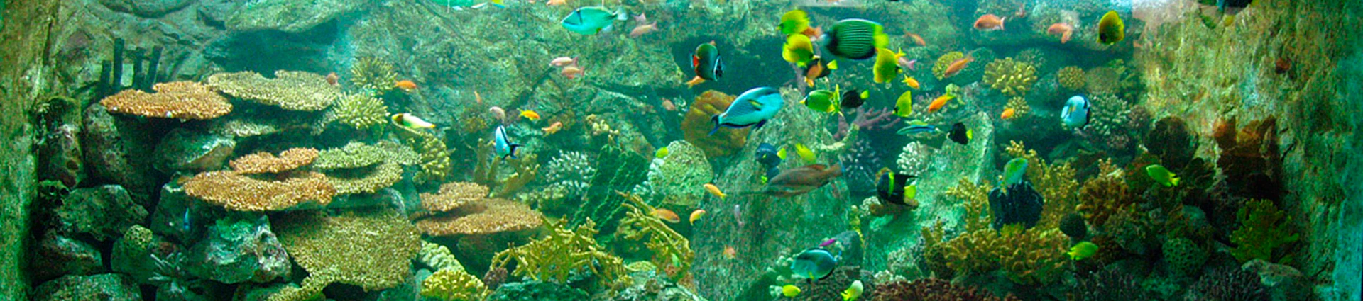 Décoration d'aquarium